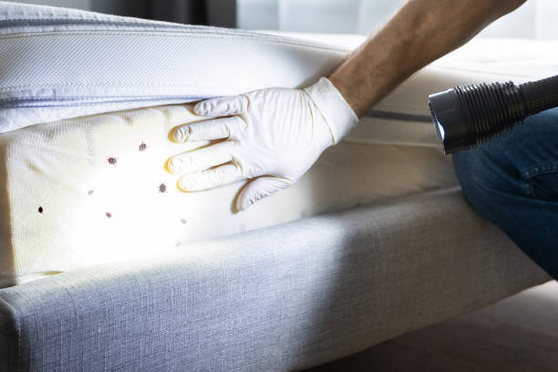 Best Residential Pest Control  in Holyoke, CO