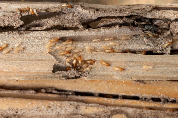 Best Termite Control Services  in Holyoke, CO